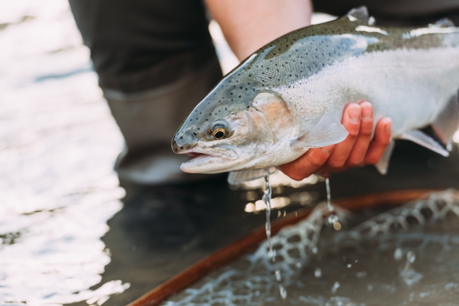 Fish caught in the Cattaraugus Creek