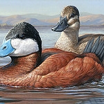 Winning Duck Stamp by Olean Artist