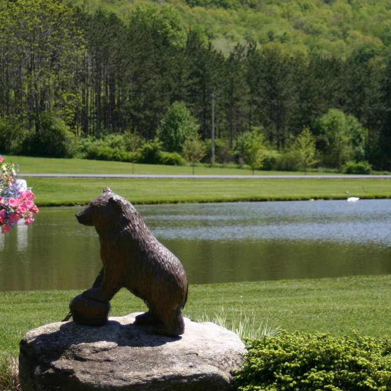 Picture of hungry bear cub