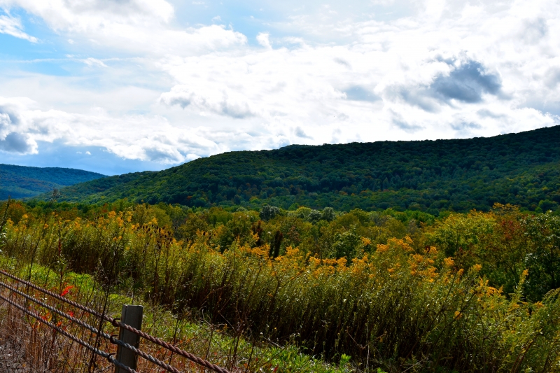 Valley Foliage in Limestone, NY