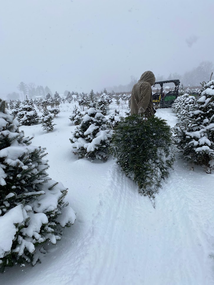 Picture of Christmas tree farm