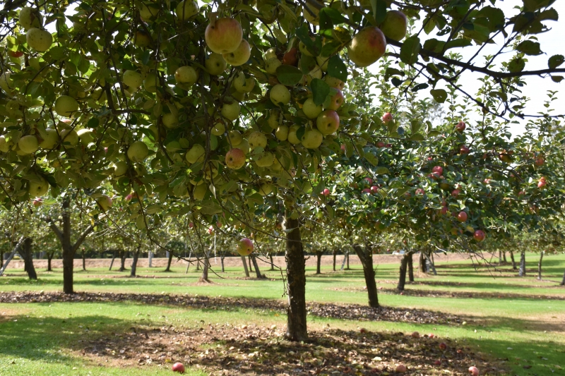 Cottage Orchard Apple Farm