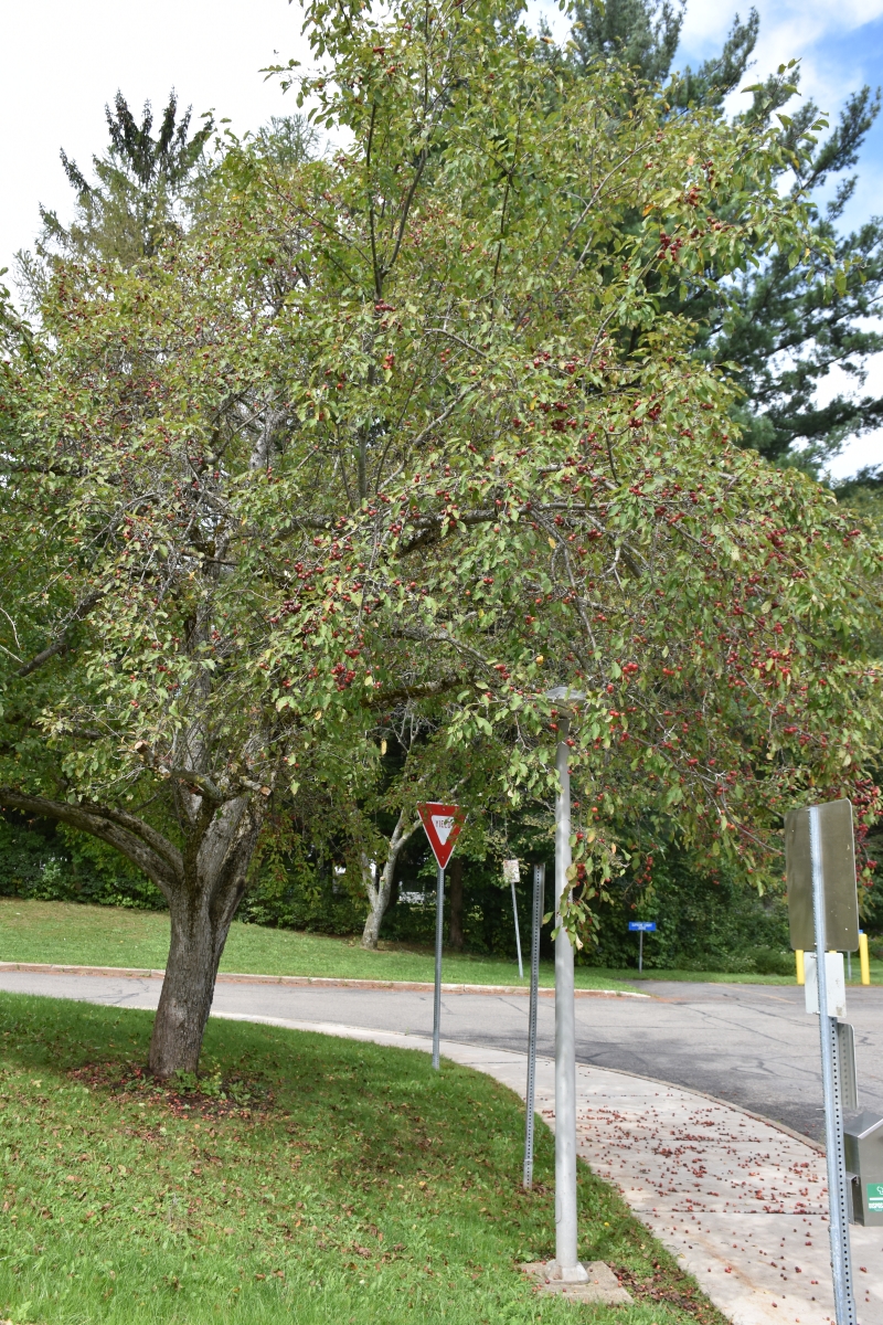Fall Foliage Cattaraugus County September 12th 2018