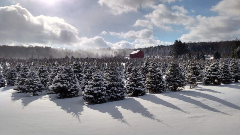 Real Christmas Trees in Cattaraugus County