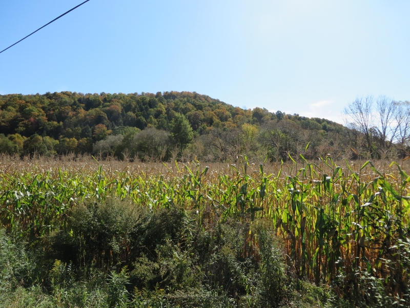 Cattaraugus County Fall Foliage 