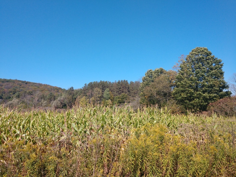 Cattaraugus County Fall Foliage 