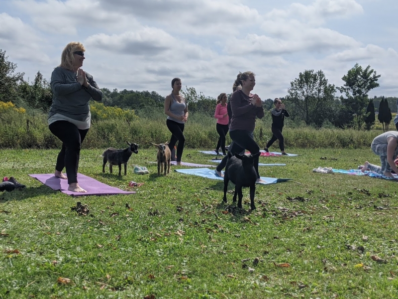 Goat Yoga at Canticle Farm