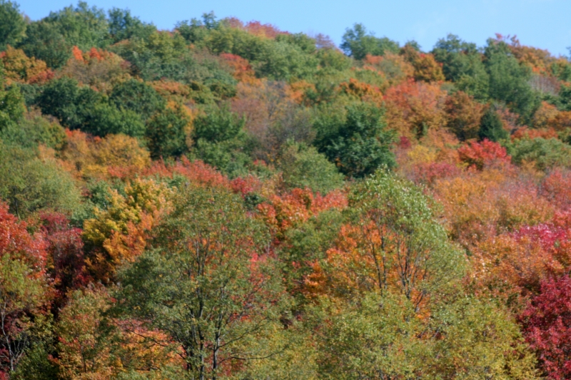 Fall Foliage