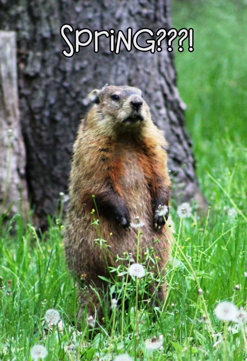 Woodchucks are back!