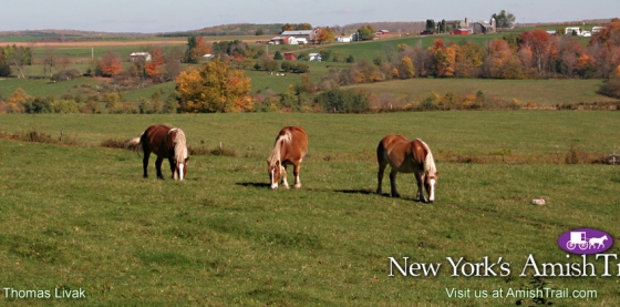 Preview of the Work Horses along the Amish Trail Wallpaper