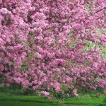 Image for wp-em-spring-1024x768.jpg