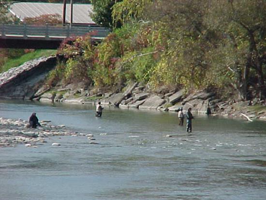 Fishermen Fishing in Gowanda