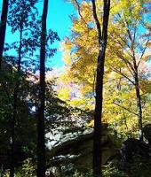 The blue sky set against the colorful leafs make for great views.