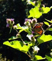 Submitted Summer Photos