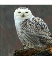 Snowy Owl photo from the CBS Sunday Morning Show