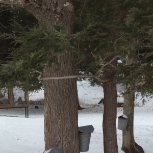 Photo of tapped trees