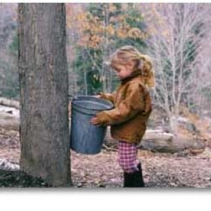 Collecting sap