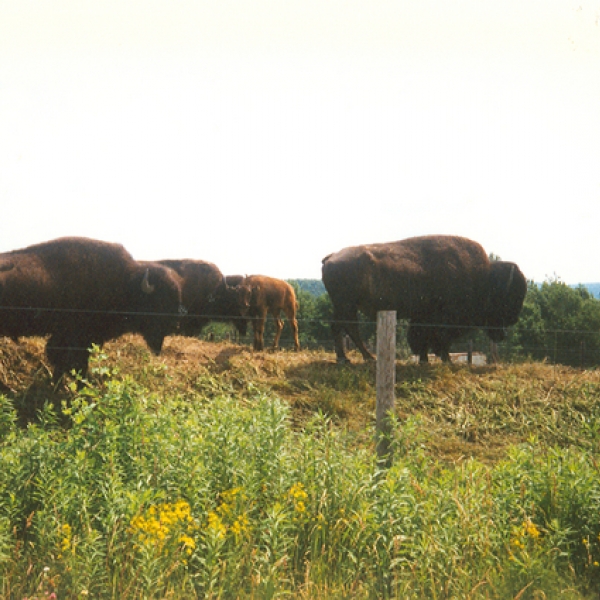 family of bison