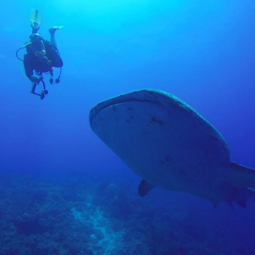 J&D Scuba Exotic Dive Trip Photo