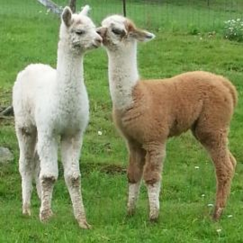 very sweet alpacas