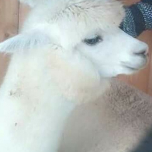 one of their alpacas