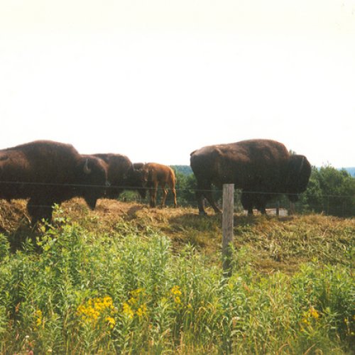 family of bison