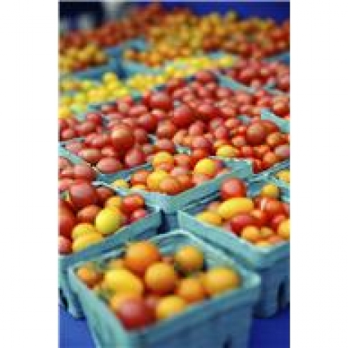 baskets of tomatoes